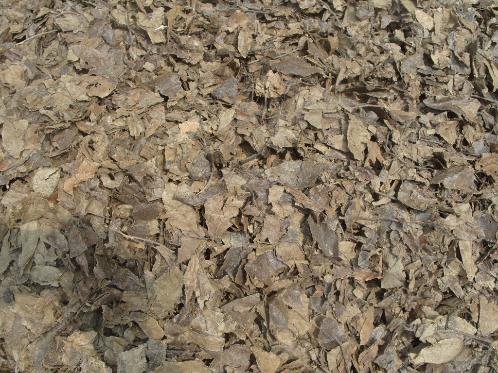 杜仲叶 / 中药材