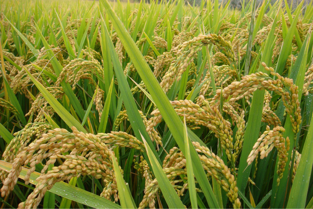 供应农作物种子,常规水稻种子,镇稻88,超级稻