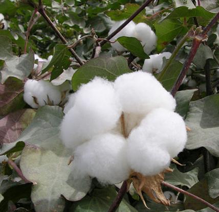 优质棉花批发图片,优质棉花批发图片大全,天津市柏年蔬菜种植专业