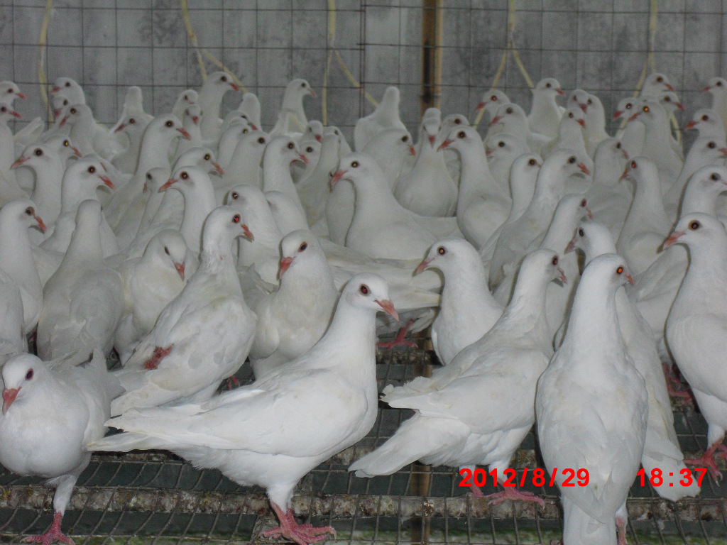 盐焗鸽肉鸽乳鸽