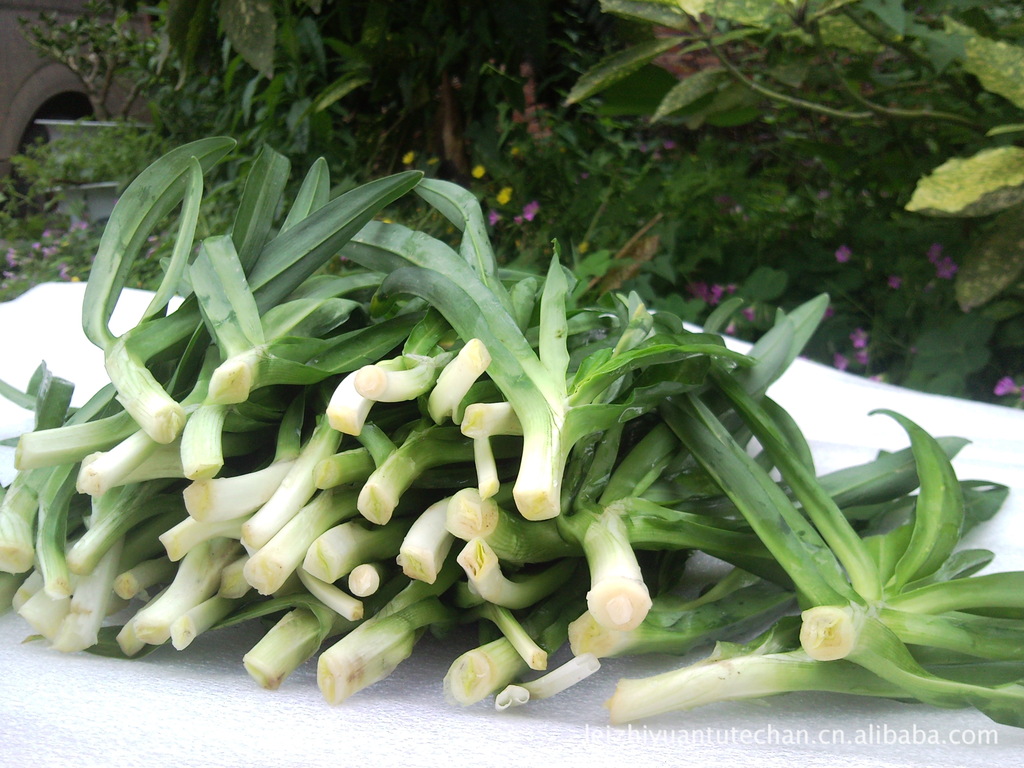 大量批发幼稚韭菜白【特惠价6元/斤】