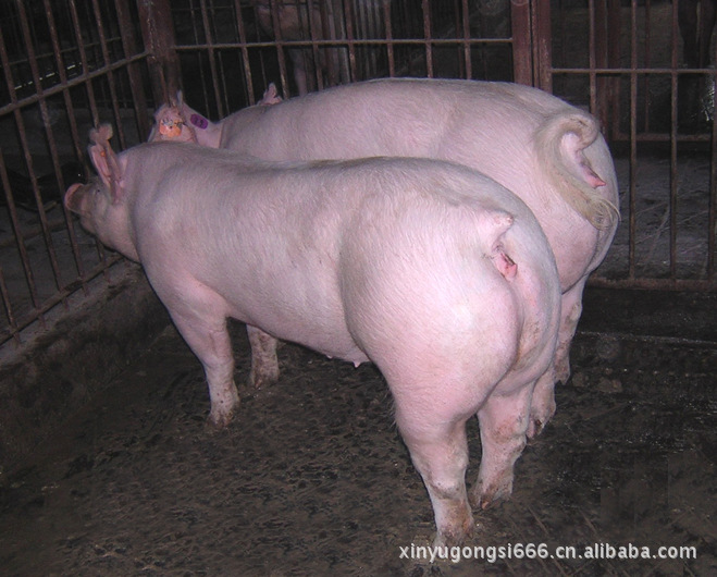 种猪,欢迎来电与厂家洽谈!图片_3