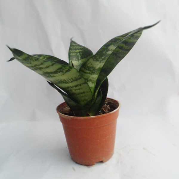 批发室内植物可吸甲醛的小盆栽a75青叶虎尾兰