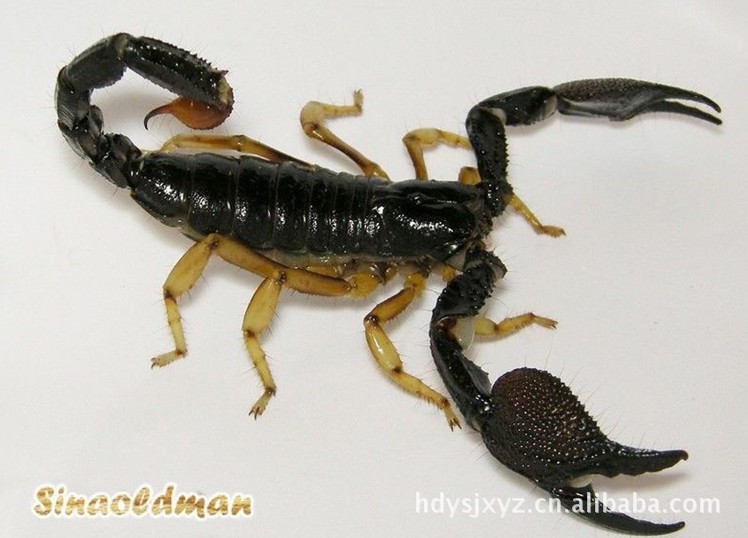 干蝎子 批发全虫蝎子 供应酒店蝎子 活蝎子 鲜蝎子 特价野.