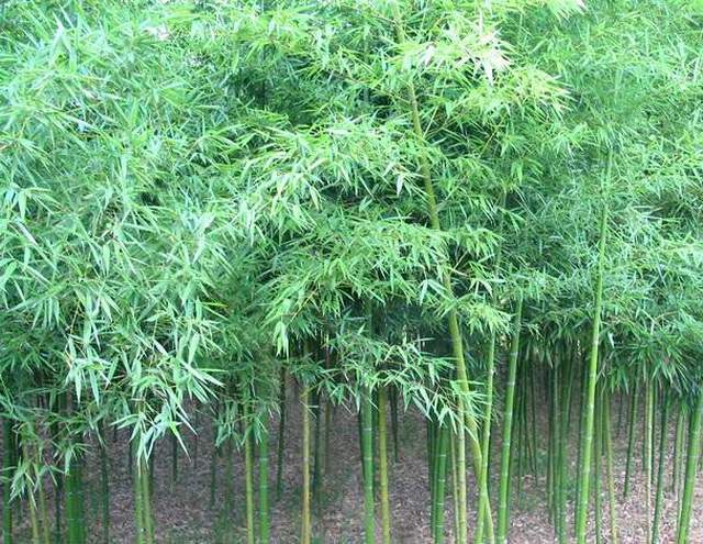 高杆竹观赏——青皮竹