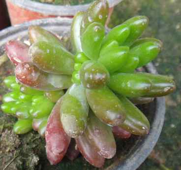 多肉植物 虹之玉 耳坠石 迷你盆栽珍珠玛瑙 居家办公装饰花卉