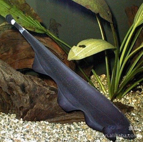 上海热带观赏鱼养殖场 魔鬼刀 批发 观赏鱼 全国直销