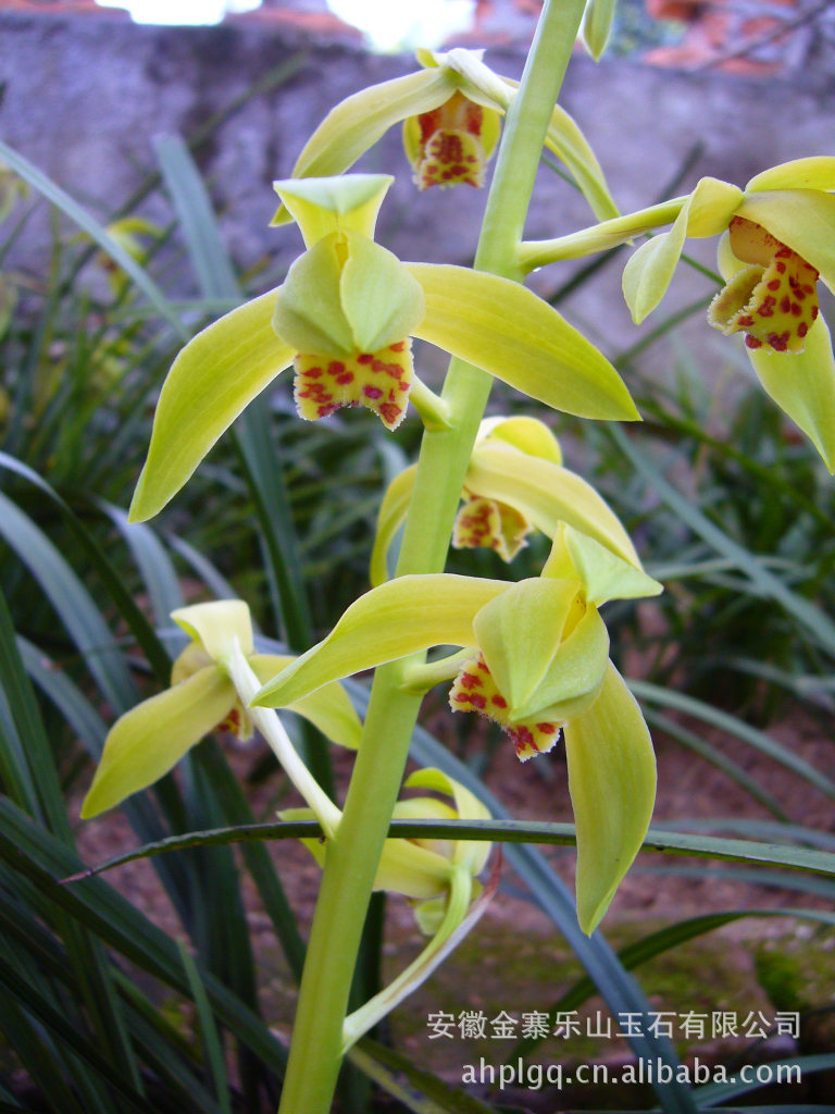 大别山兰花,花开优雅,香味纯正.罕见山兰.