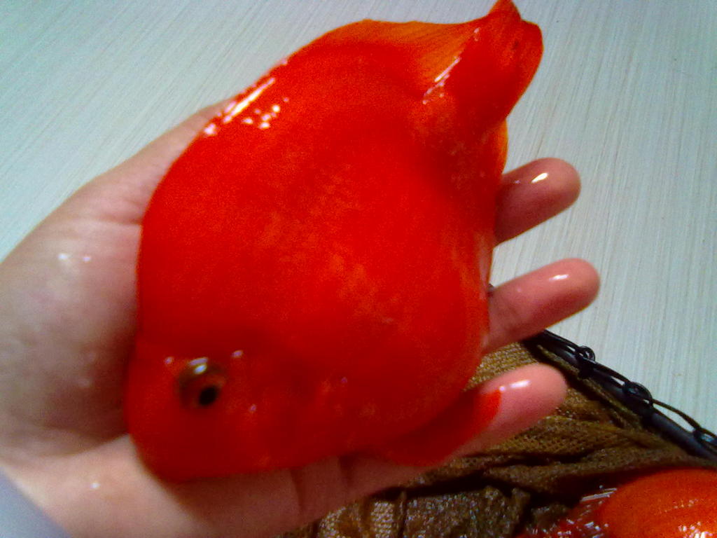 热带鱼批发 观赏圆宝鹦鹉鱼