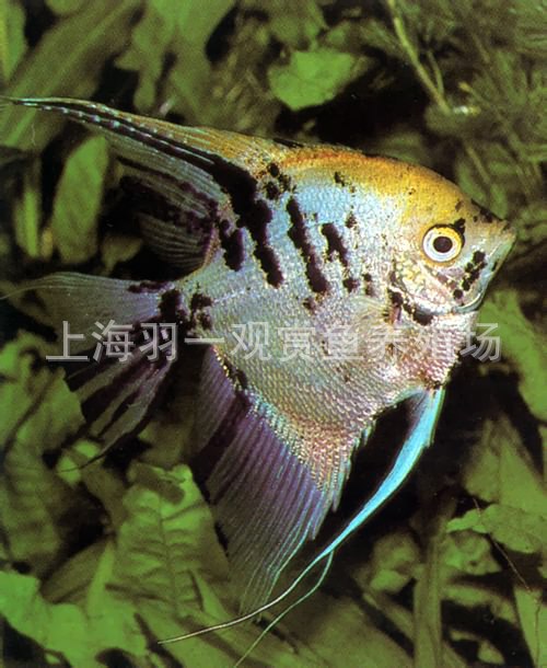 上海熱帶觀賞魚養殖場熱帶魚批發小鯛魚神仙魚