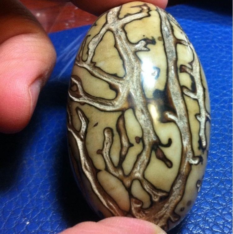 直接非洲进口千眼原料 28*60mm 鳄鱼果 菩提子 佛珠 大小通货绿色