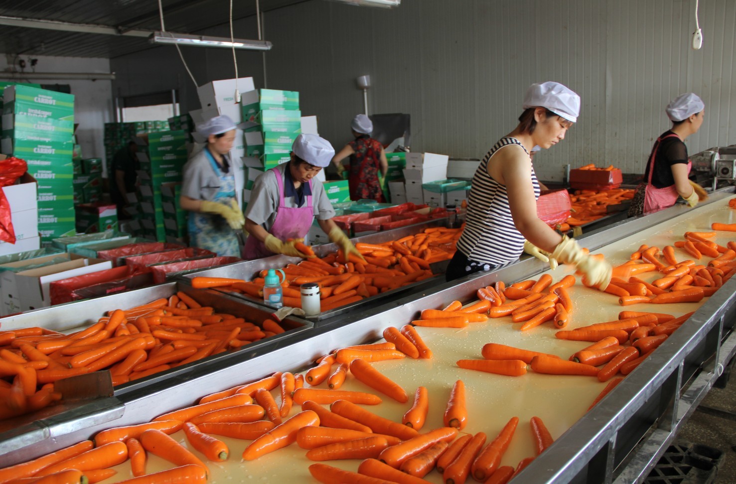 保鲜 出口 加工 胡萝卜 出口保鲜 加工厂 - 食品饮料批发网
