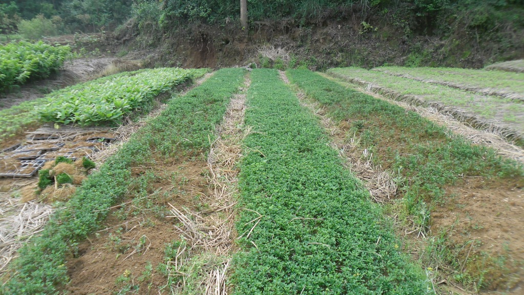 大叶枳壳砧木苗图片,大叶积壳图片,大叶枳壳苗_大山谷图库