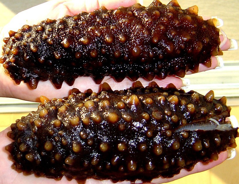 野生海参 海参批发 福建石狮