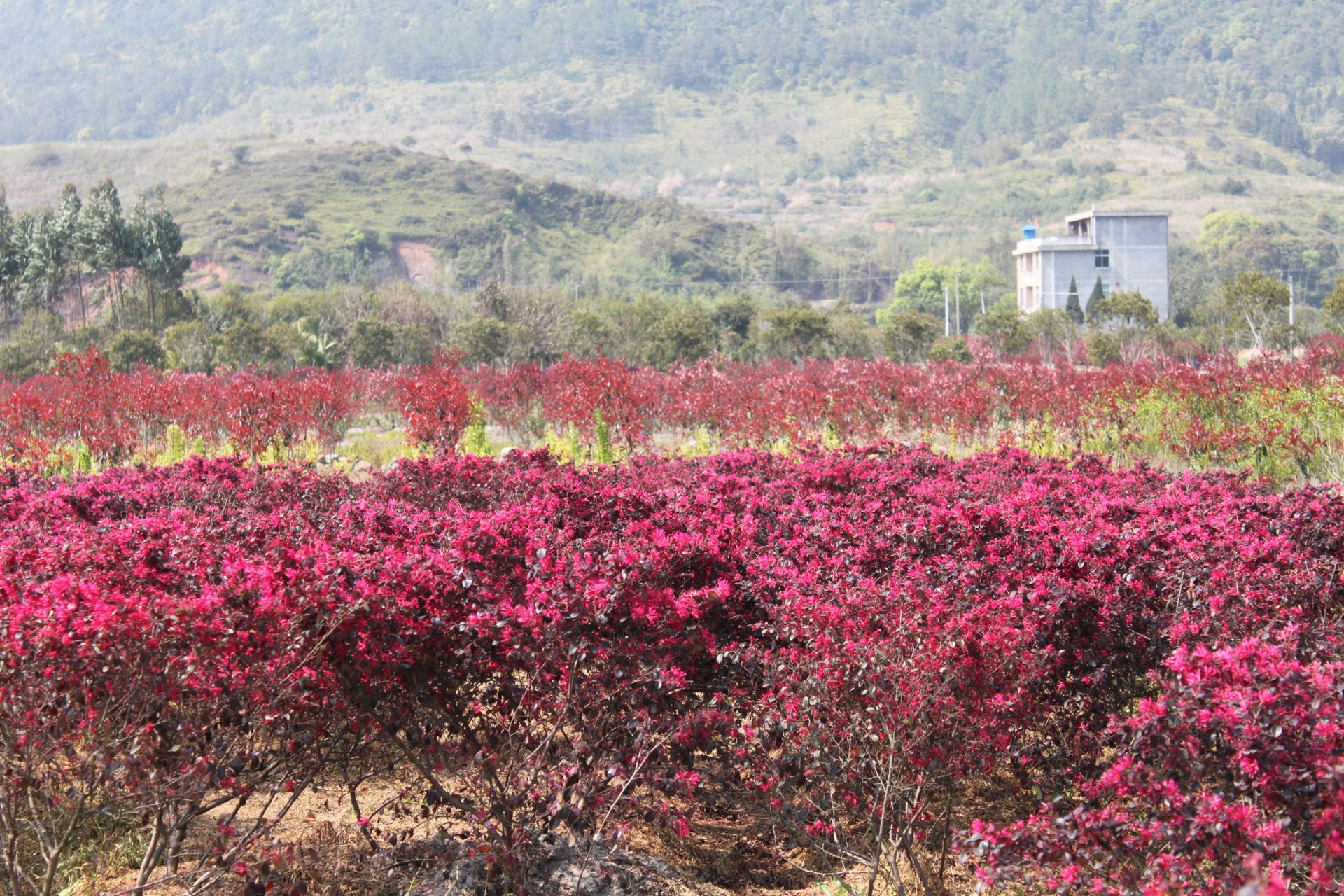 上海长宁静安普陀曹家渡实体欣枫花店花木供应