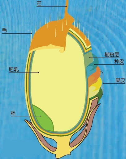 水稻种子结构图图片
