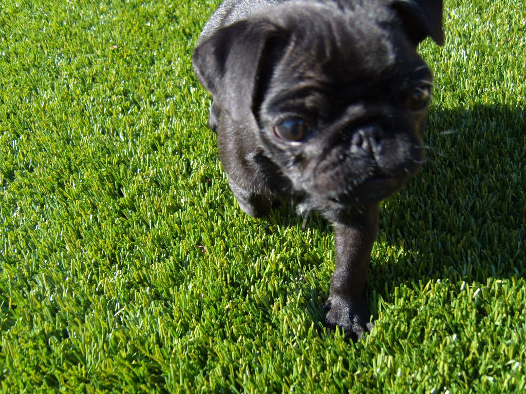 【【舒适耐用】厂家推荐宠物垫】价格,厂家,图片,人造草坪,湖州青洋
