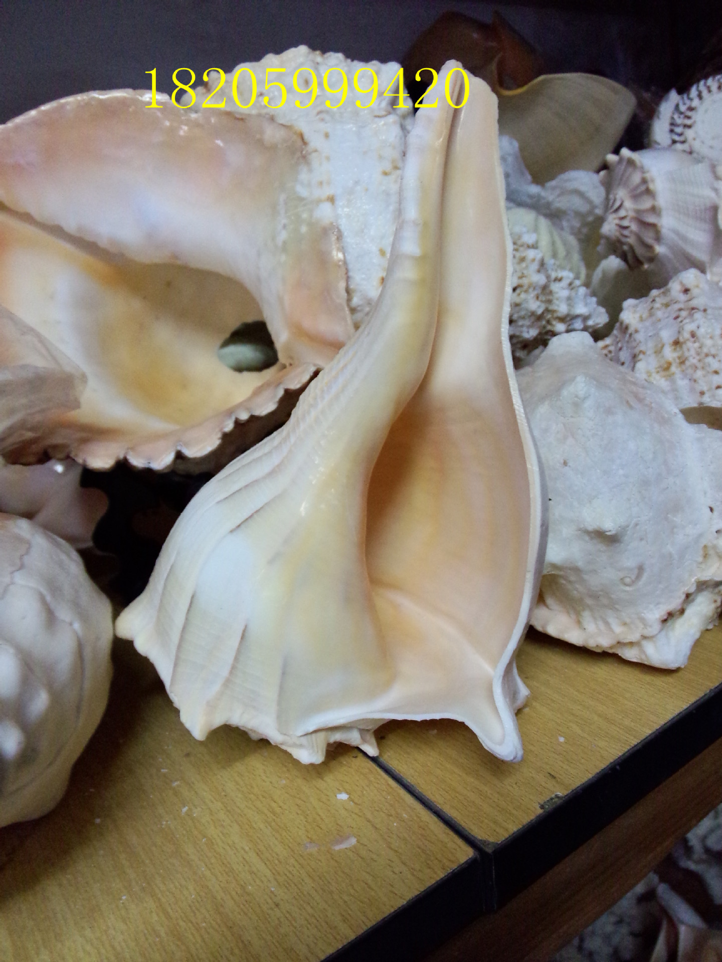 稀有海螺 左旋螺观音螺 品相完整能转风水 祭祀法器 海螺 天然