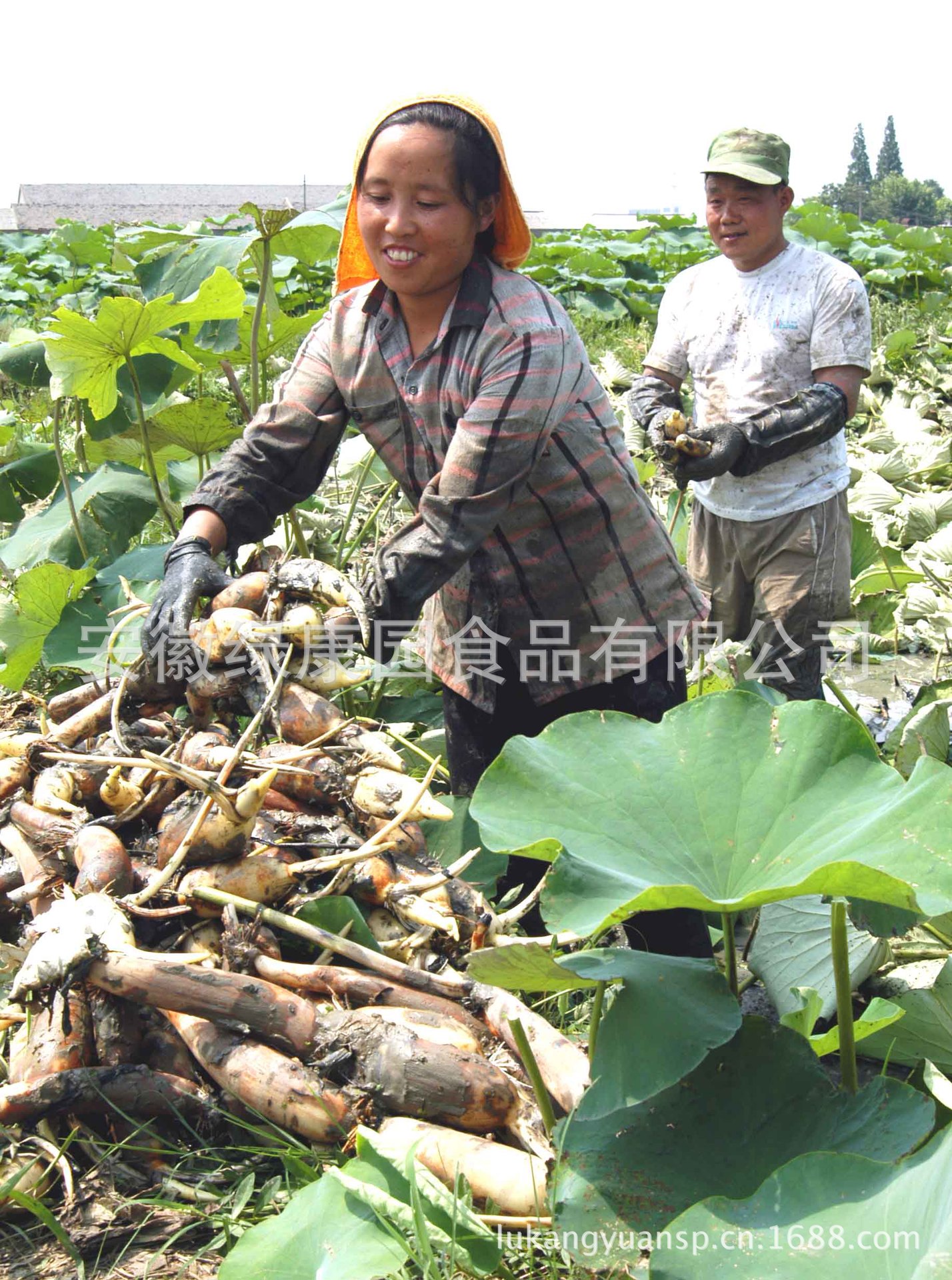 優質蓮藕 產地直銷 大量供應 花香藕