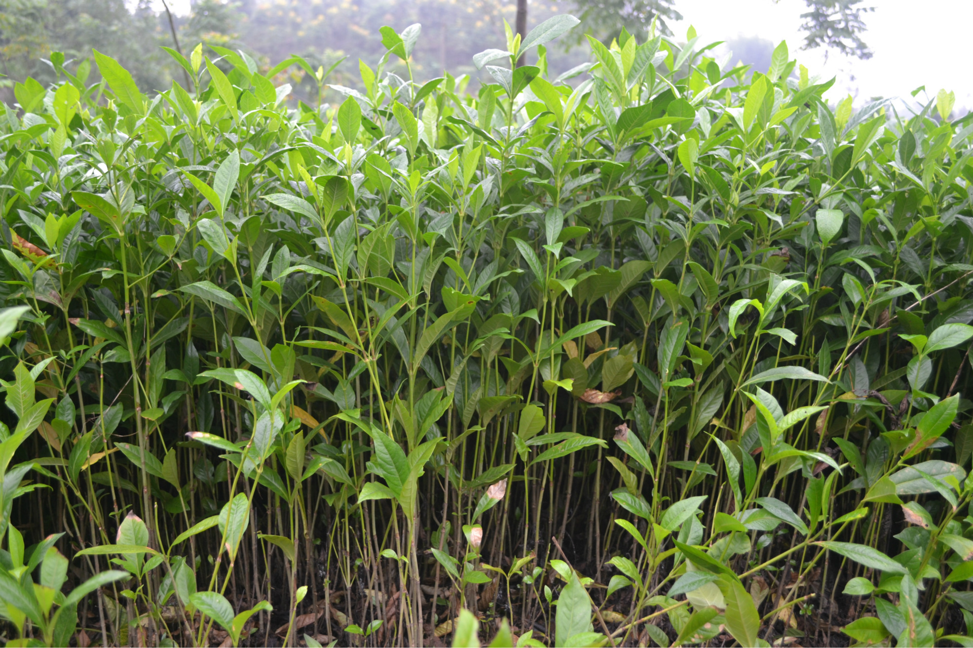 (1角)低价大量出售黄栀子苗