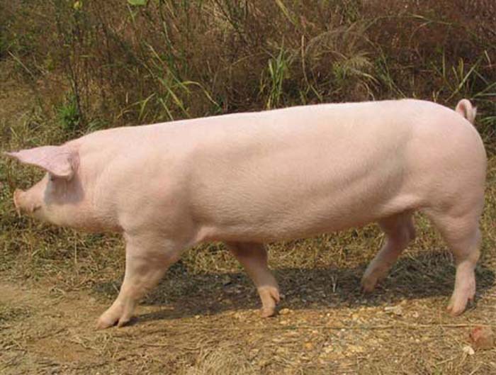 种母猪(长白)产仔率100% 种猪批发