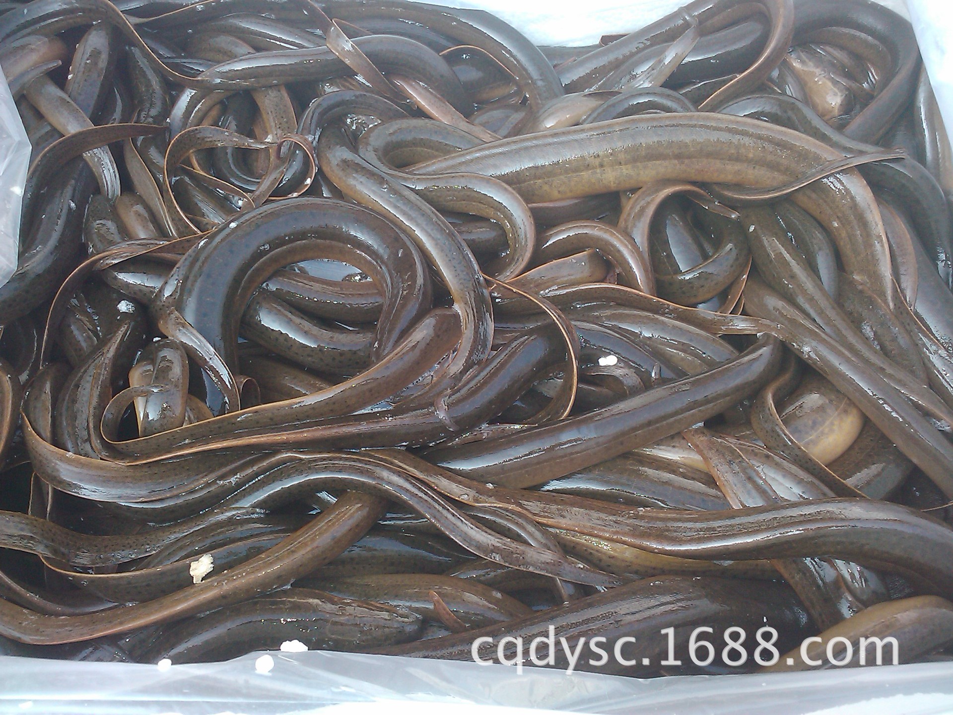 重庆总代理孟加拉野生黄鳝