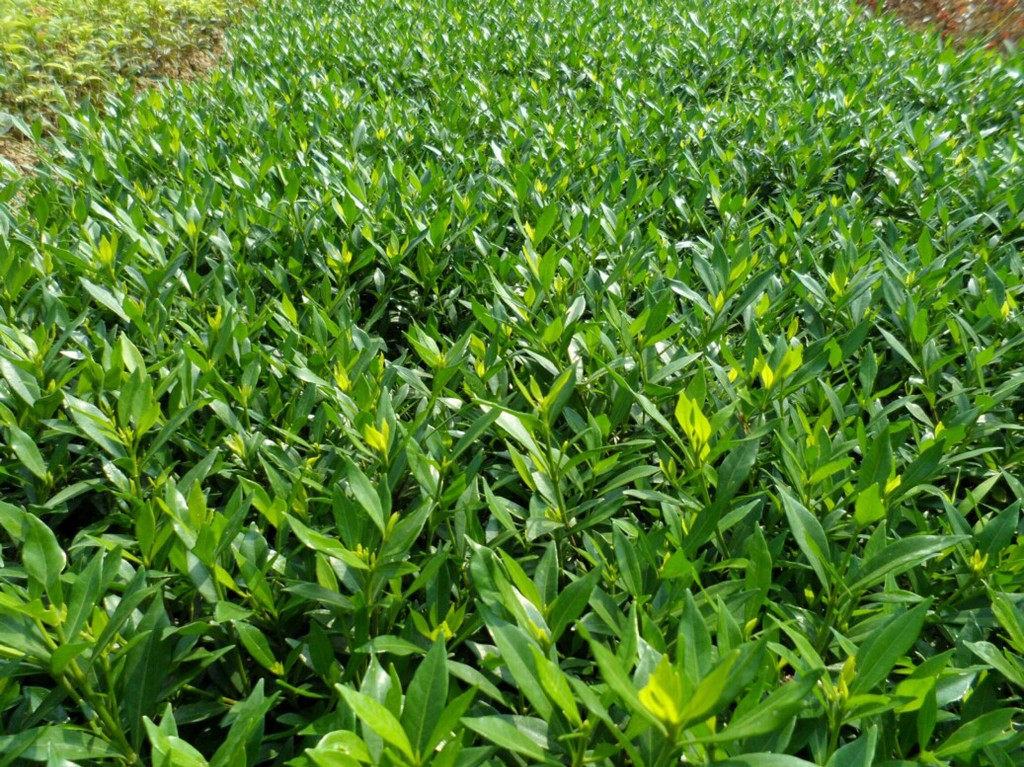 广州栀子花基地批发图片