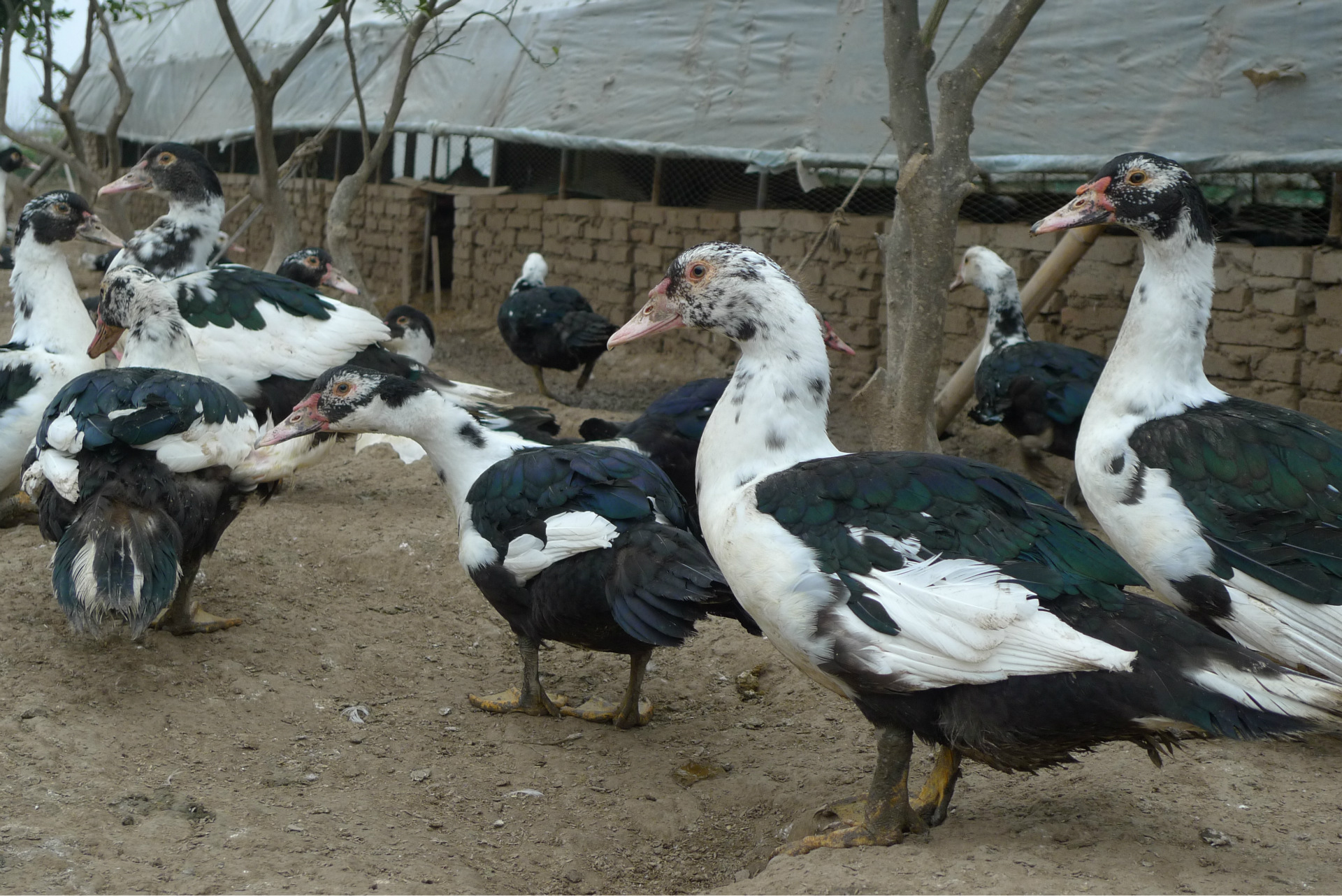 农家散养鸡 土鸭 红头鸭 草鸭 南汇 上海 风冠家禽图片