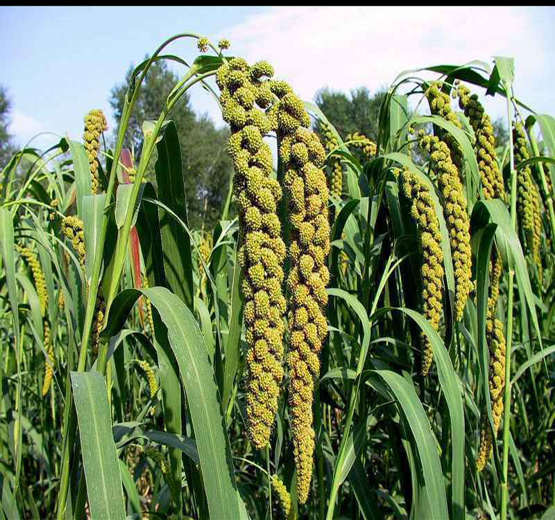 励家黄小米 2013超新米,大量供应,量大优惠,口感说明一切