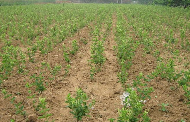 供应树型木本四季金银花树苗正品金银花高产金银花苗木批发