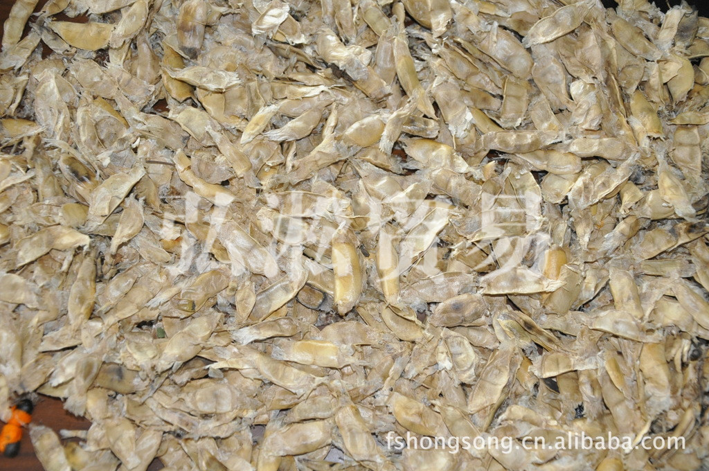 紫花风铃木种子