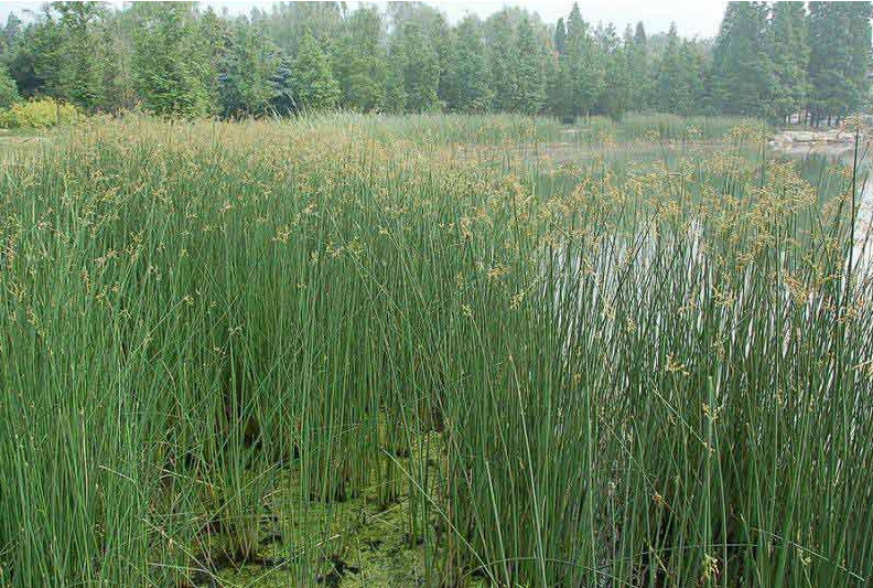 厂家直销水葱水生植物优质水葱批发