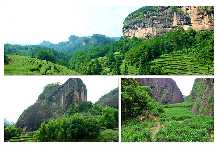 朱氏红茶 武夷山桐木红叶小种红茶 正山小种红茶批发