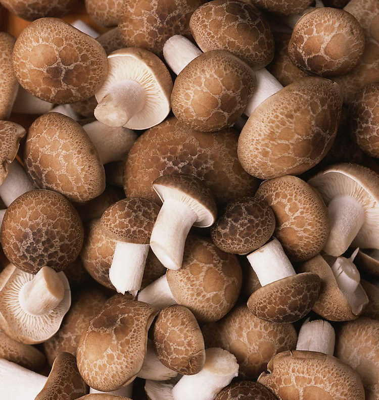 【荣飞】250g香菇 野生食用菌 广元土特产 天然绿色食品