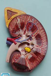 3倍肾带肾上腺模型 肾脏解剖放大模型 医患沟通生殖泌尿科模型