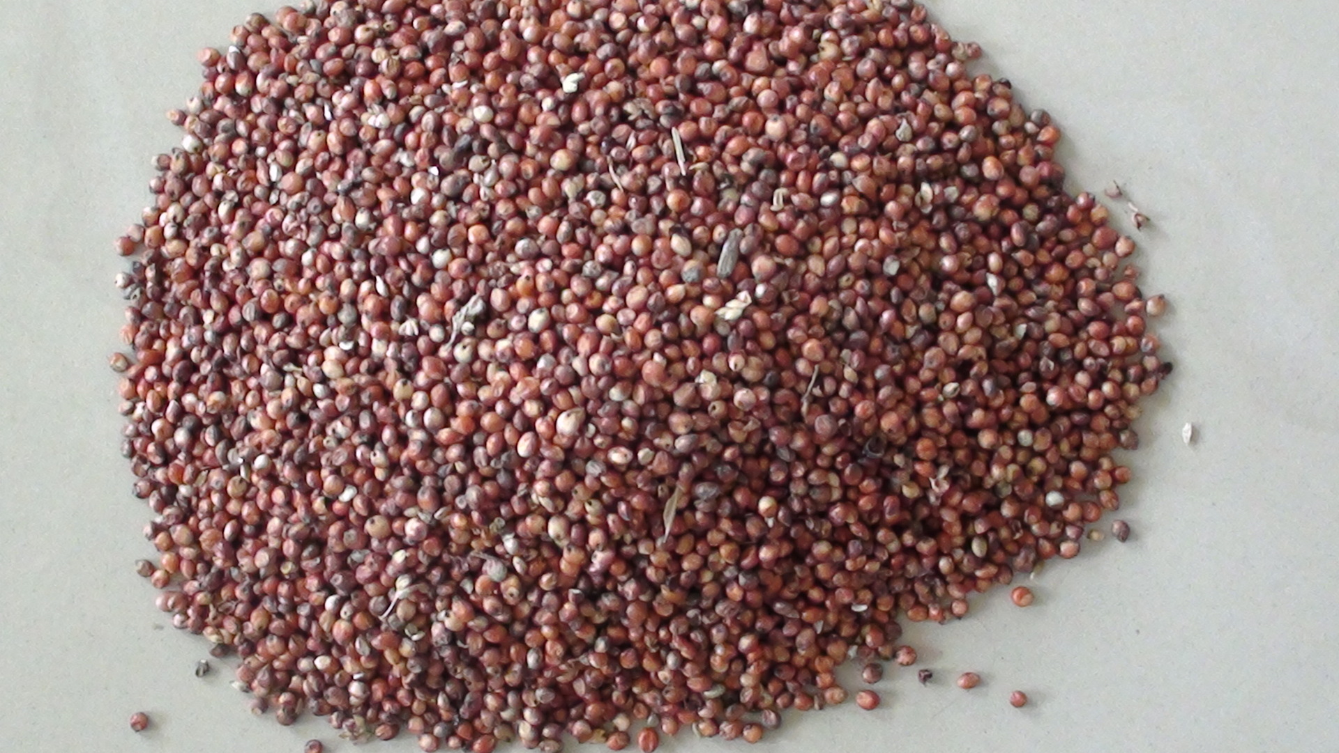 高粱 红高粱 进口高粱 酿酒高粱