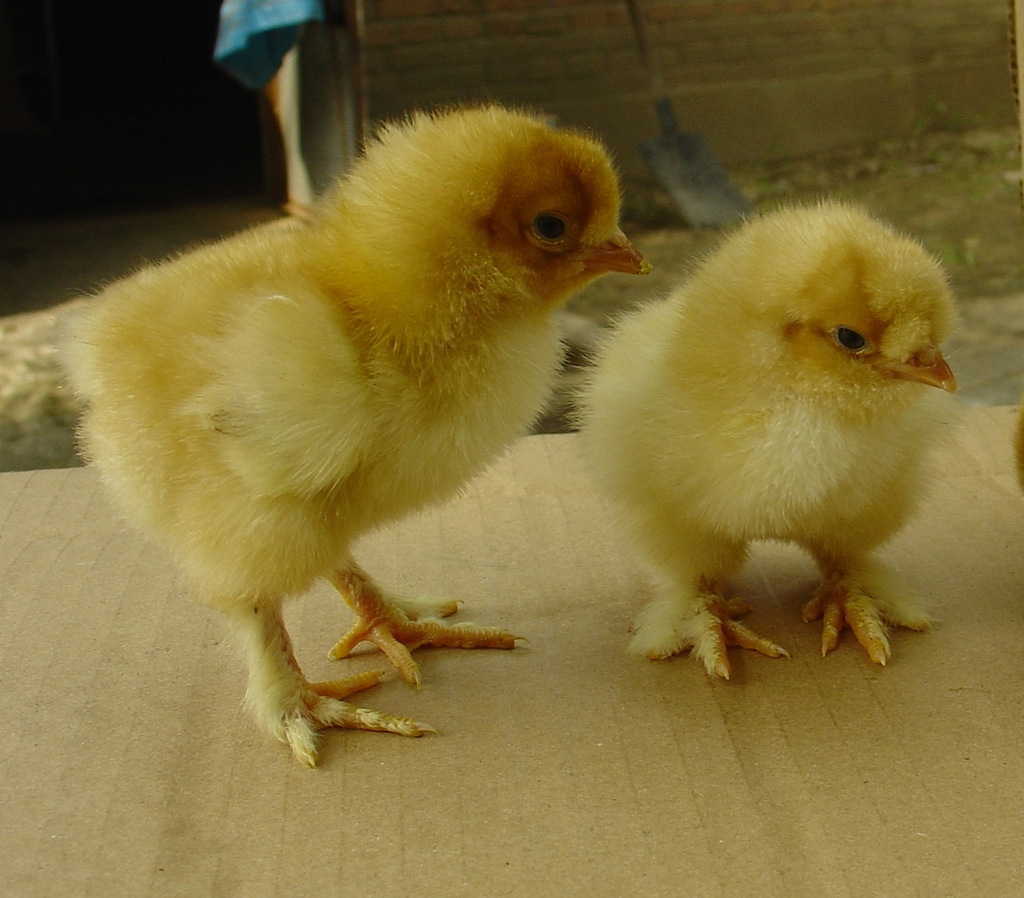 常年供应北京油鸡中华宫廷黄鸡雏鸡