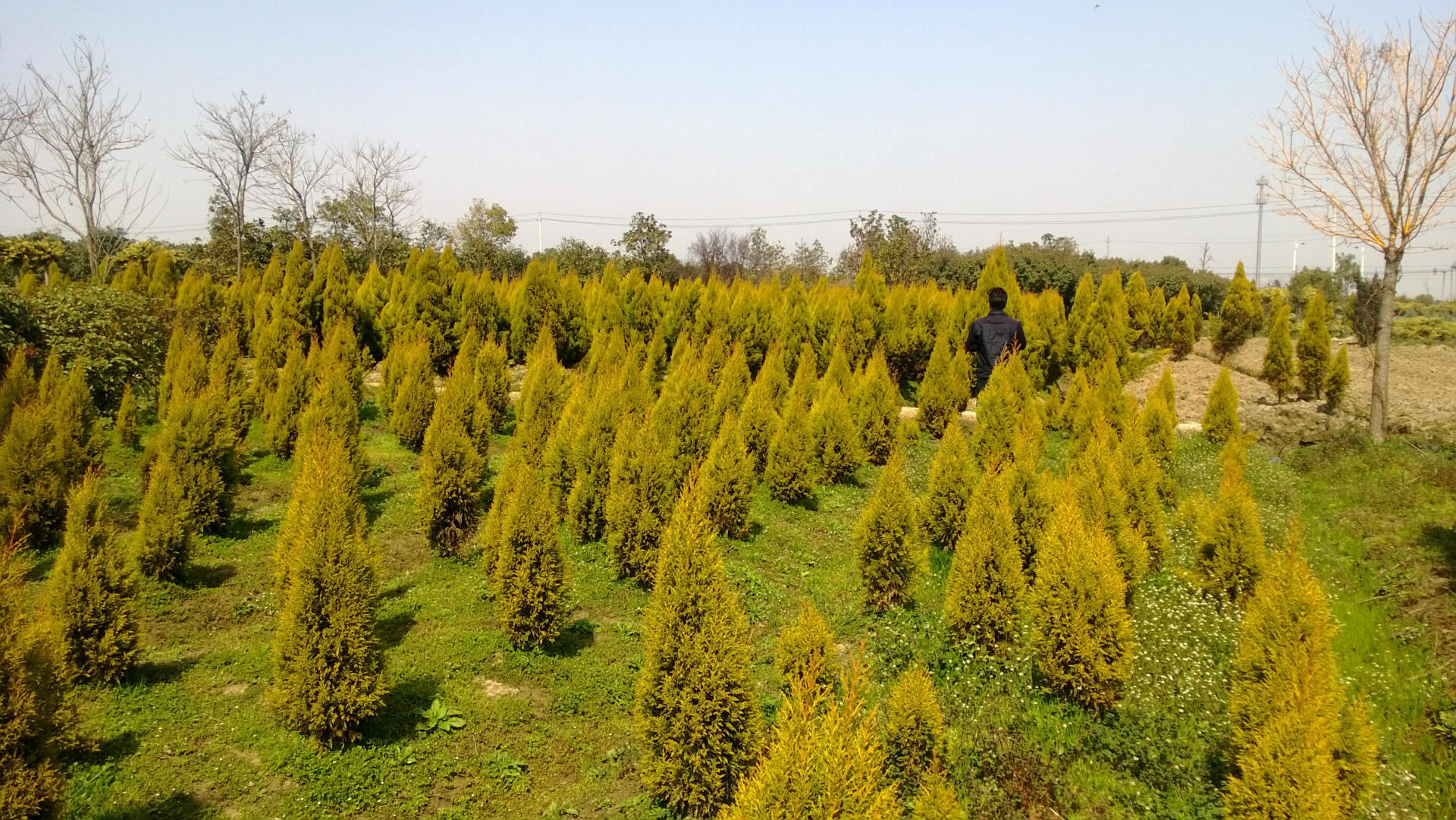 大量供应优质树苗蓝冰柏金冠柏苗圃林供应