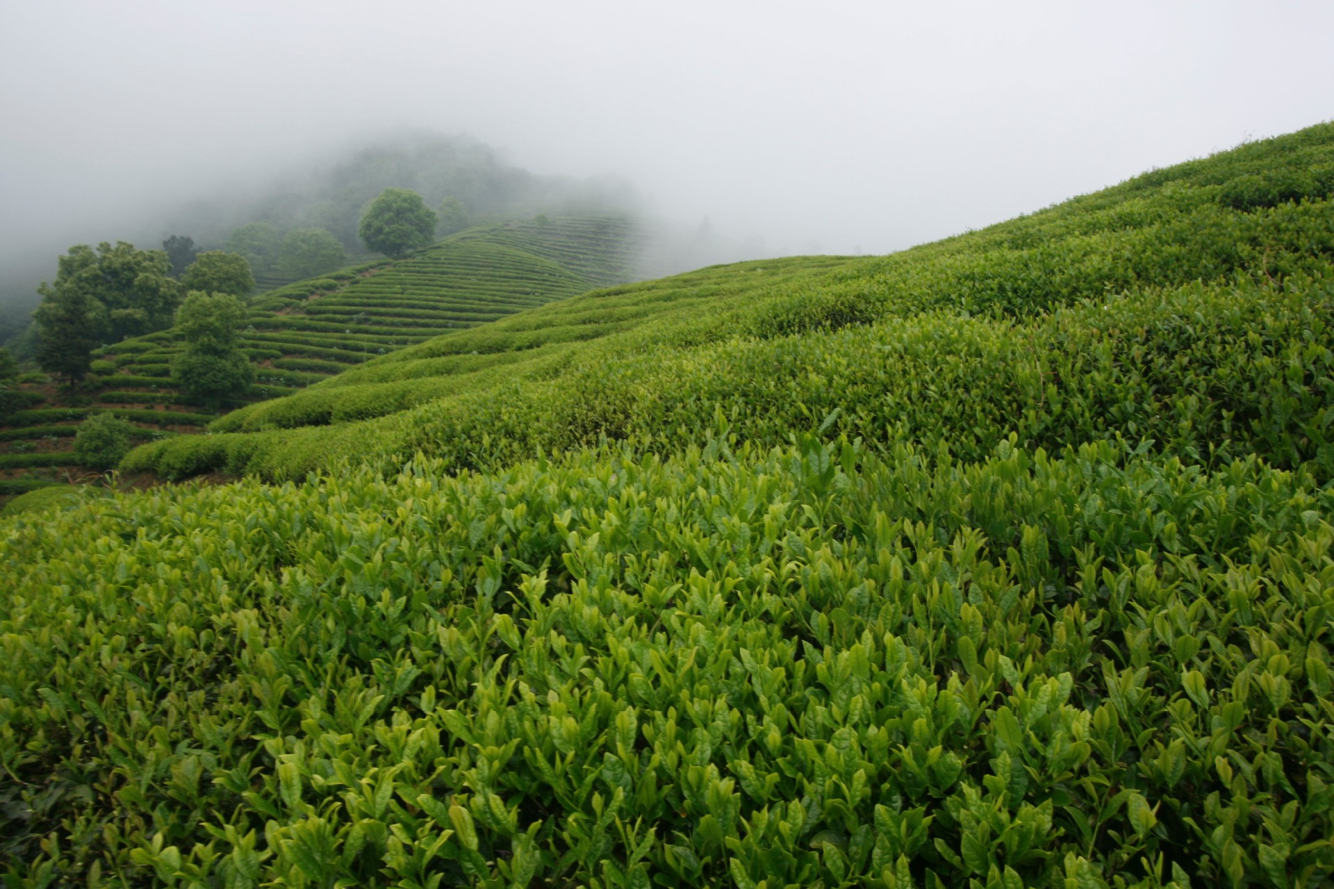 【好"机"友,我在新安江畔等你】建德有机年货第十二辑—苞茶
