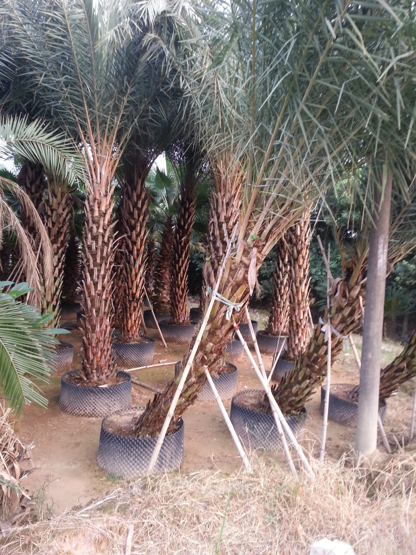 福建中东海枣|银海枣_中东海枣|银海枣假植苗_中东海枣银海枣地苗