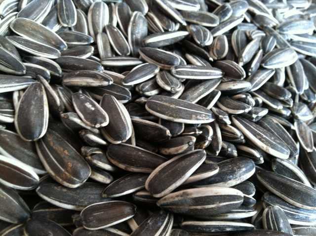 种类五花八门,可是就拿我们最熟悉的葵花籽来说