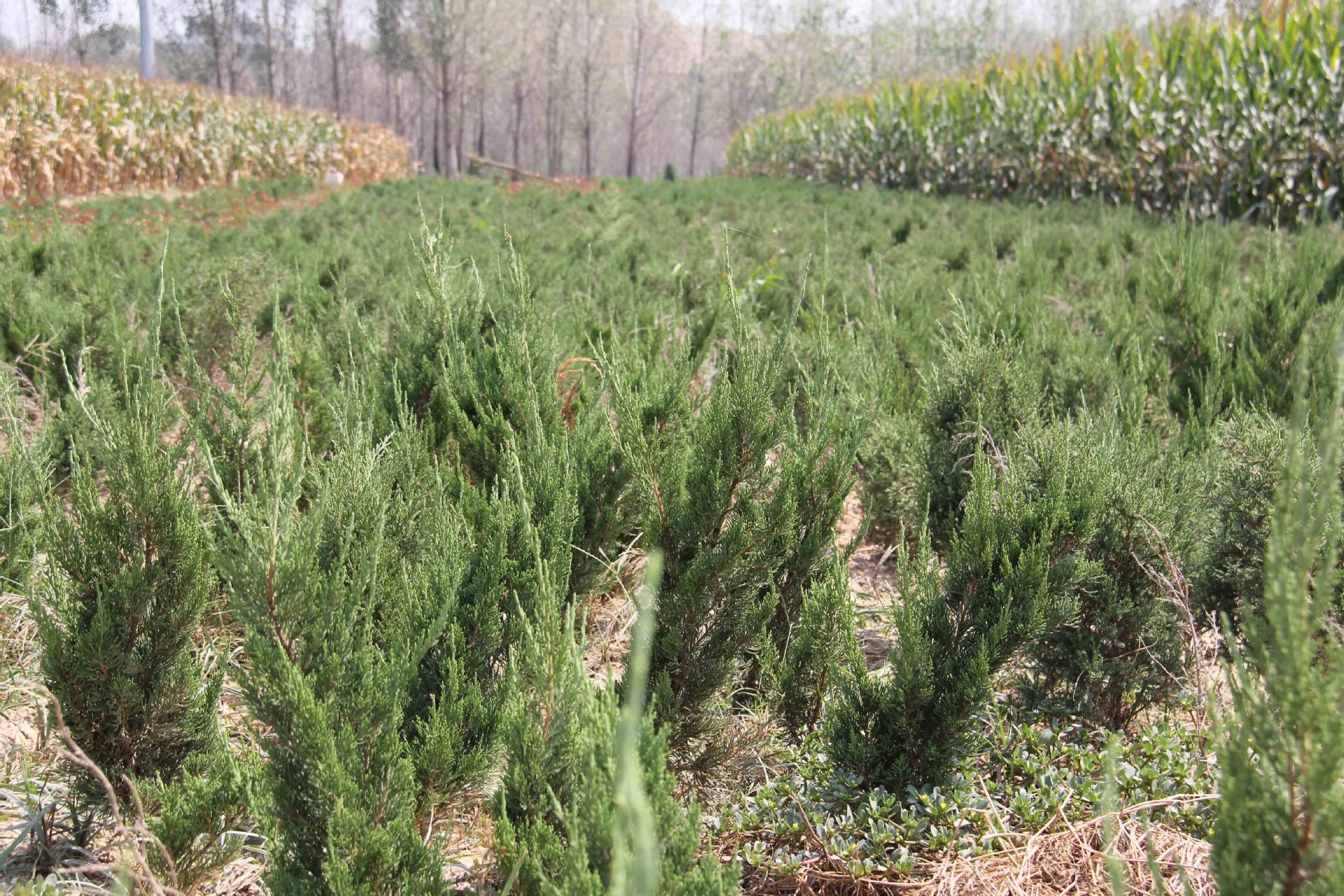 大量批发各种柏树苗 龙柏,侧柏,质量保证