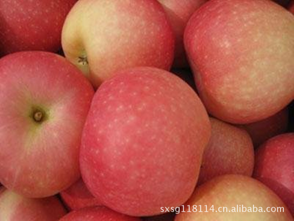 陕西水果六月早熟红嘎啦苹果