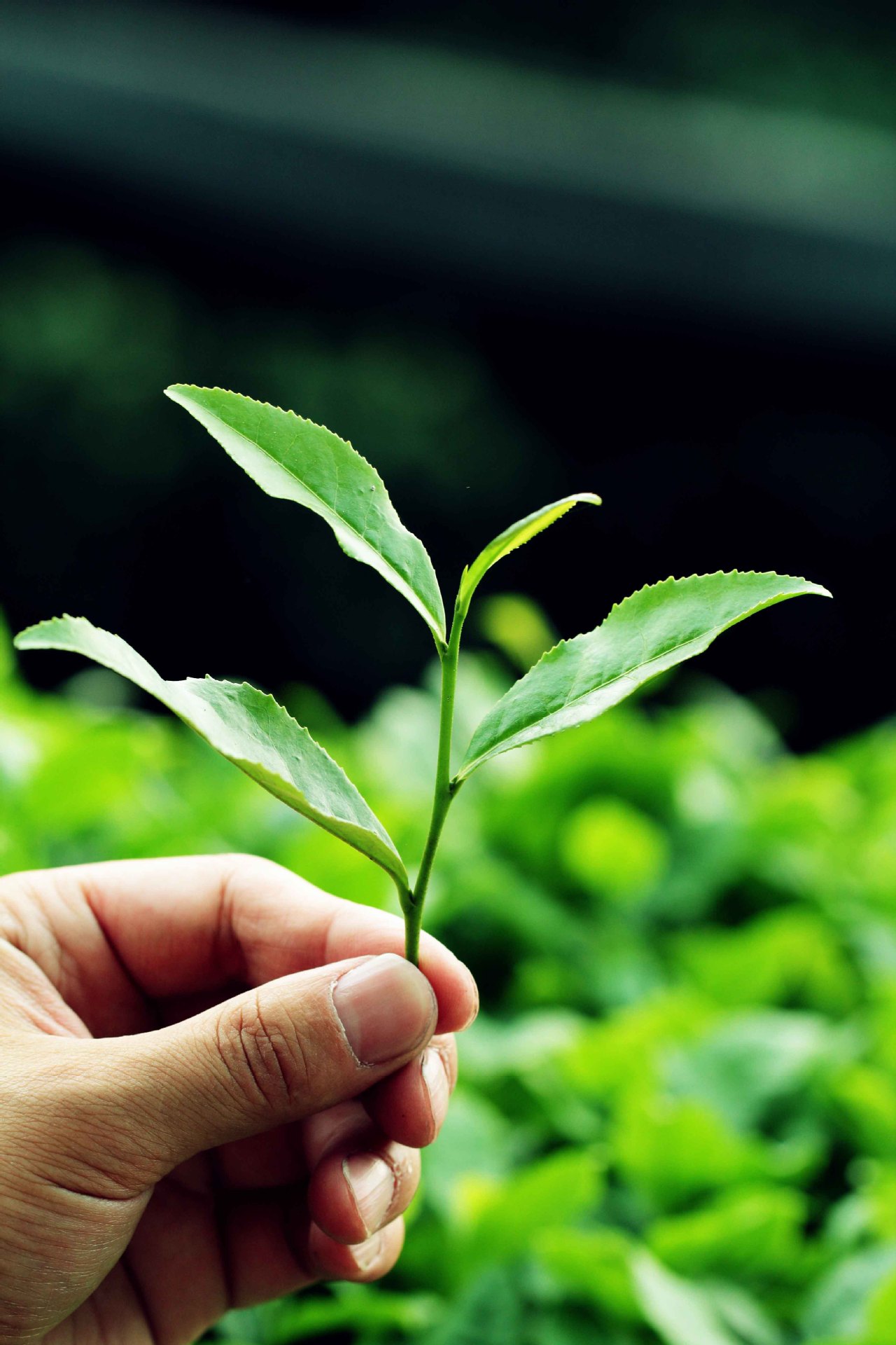 五星茶立芳 翡翠茉绿 鲜萃茶饮 茶珍珠奶茶原料 水工茶业茶叶批发