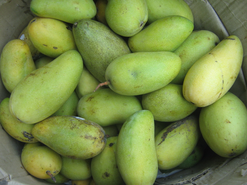 供应海南新鲜二级金煌芒果,次金煌芒果 举报