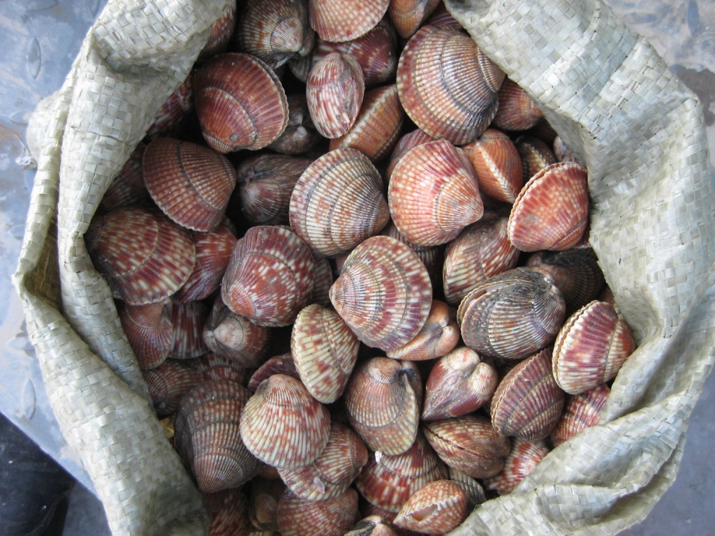 批发供应鲜活鸟贝/贝类海鲜/海产品批发/水产品批发