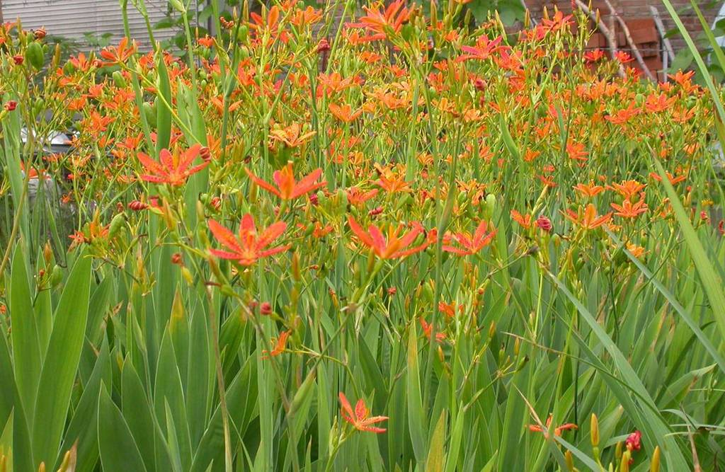 射干 藥材 園林 花卉 宿根 批發圖片_4