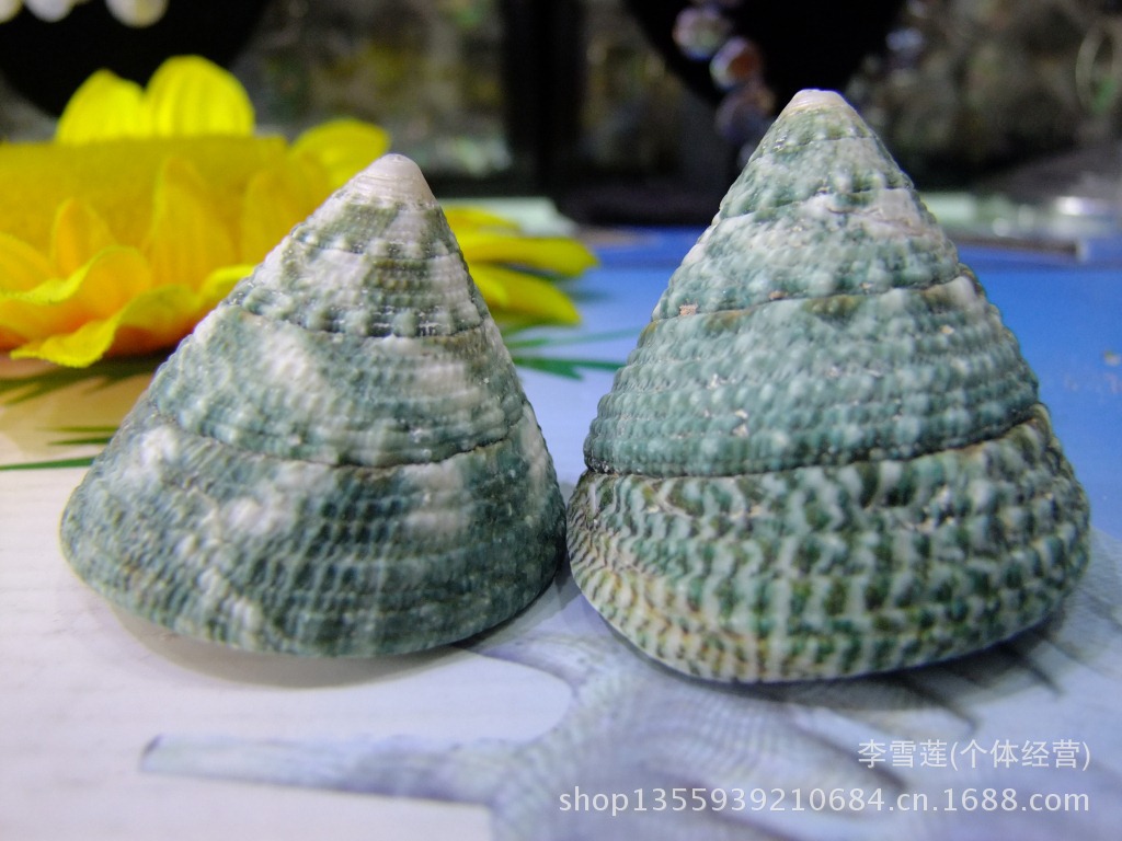 高度4-5厘米绿色塔螺,天然贝壳海螺,鱼缸地中海家居装饰