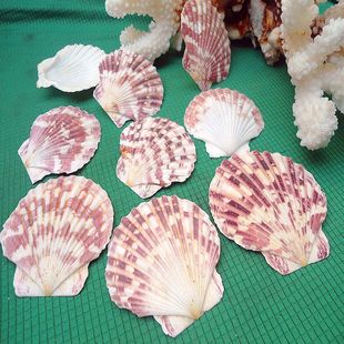 供应 天然贝壳工艺品 批发彩扇贝 扇贝壳 工艺品原料 花白色贝壳