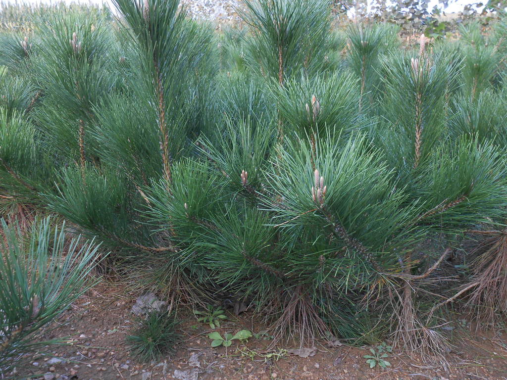 1米黑松海量供应